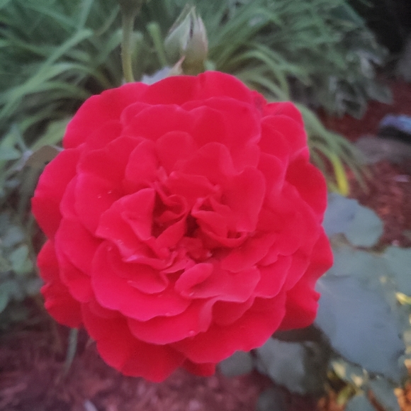 Meet your Posher, Jo - Picture 2 of 2